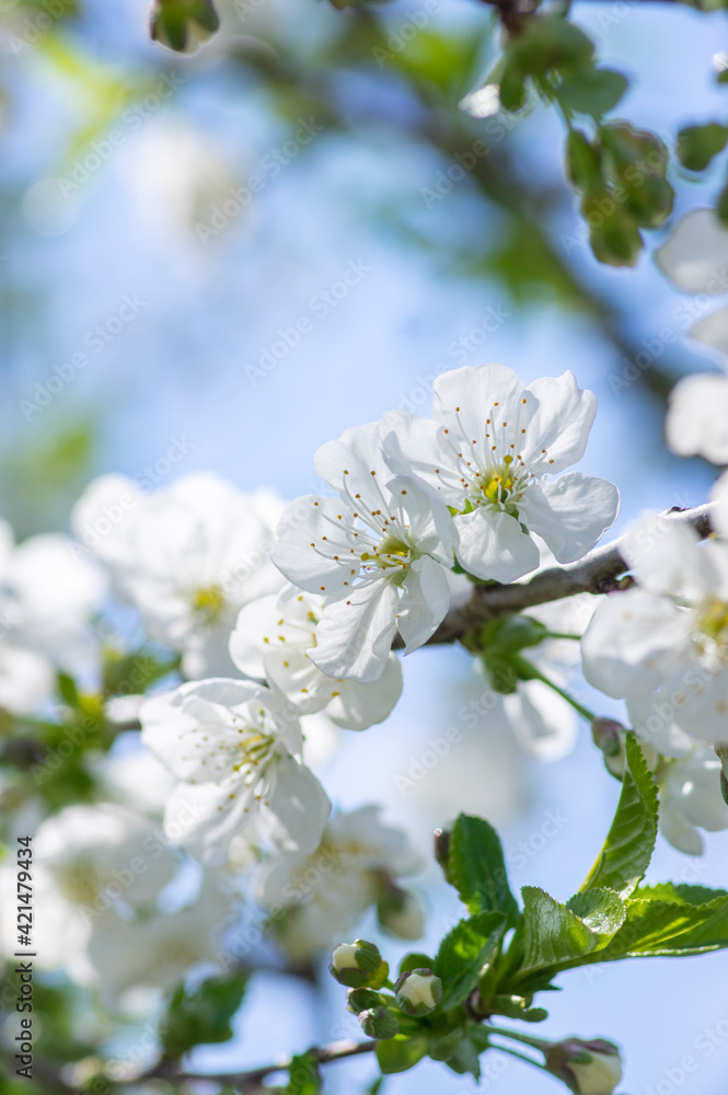 Prunus cerasus flowering tree flowers, group of beautiful white petals tart dwarf cherry flowers in bloom