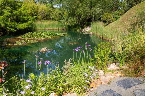 Aménagement d'une zone humide dans un jardin - étang avec des nénuphars, lis d'eau, roseaux et plantes vertes entouré de bois