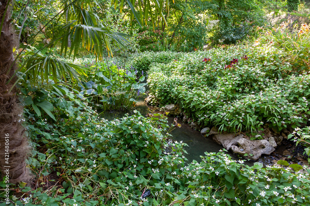 Aménagement d'une zone humide dans un jardin - étang avec des nénuphars, lis d'eau, roseaux et plantes vertes entouré de bois