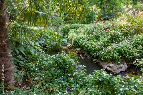 Aménagement d'une zone humide dans un jardin - étang avec des nénuphars, lis d'eau, roseaux et plantes vertes entouré de bois