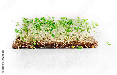 Organic microgreen growings