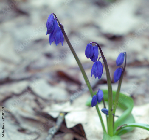 wood squill bell-shaped bright blue small beautiful flowers closeup