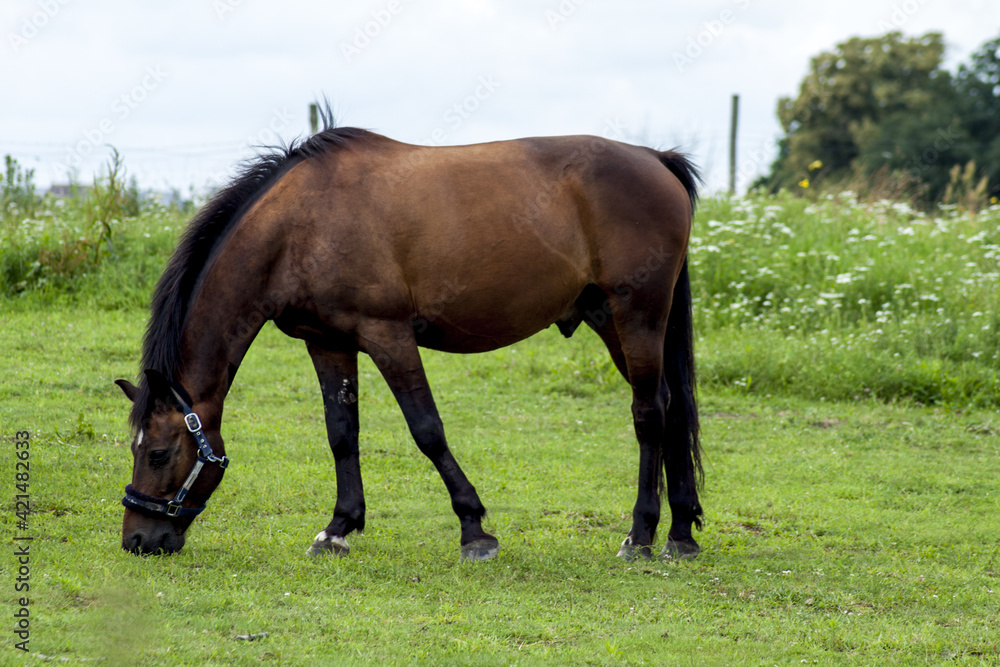 Obraz premium A brown horse grazing in an intensely green meadow and enjoying delicious, fresh grass. In the background there are trees and blue sky covered with white clouds.
