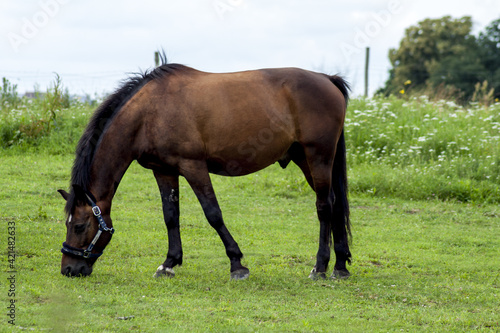 A brown horse grazing in an intensely green meadow and enjoying delicious, fresh grass. In the background there are trees and blue sky covered with white clouds. © maciejbutelewski