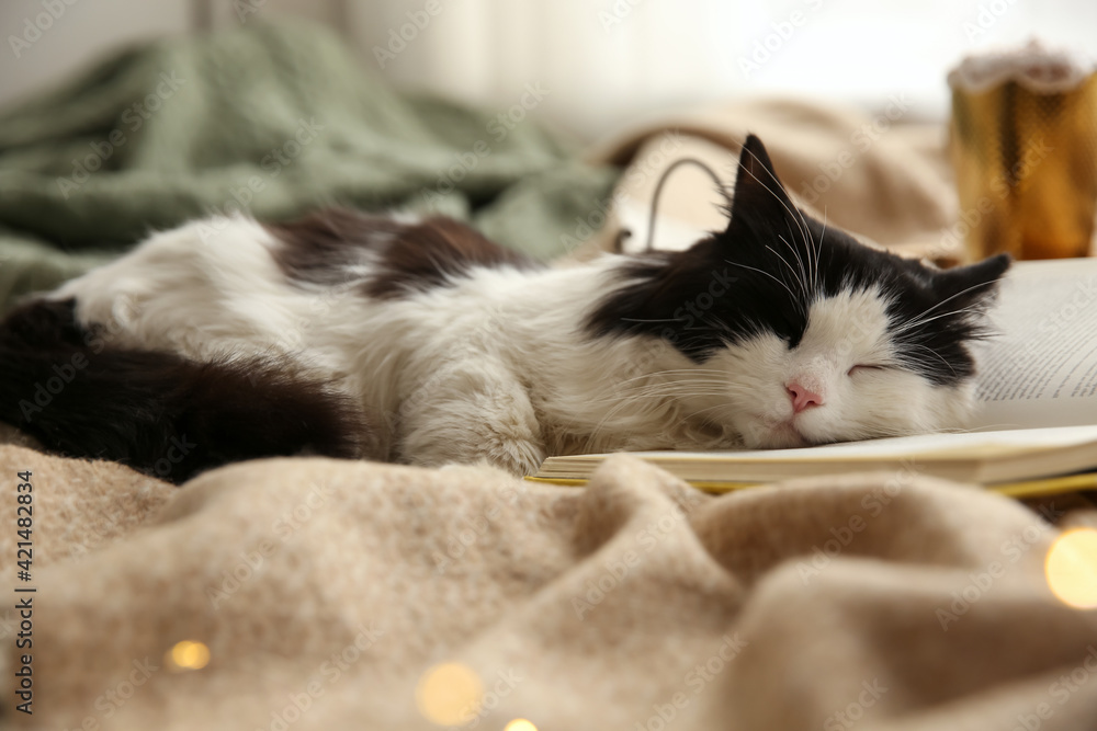 Adorable cat lying on blanket with open book Adorable cat lying on blanket with open book