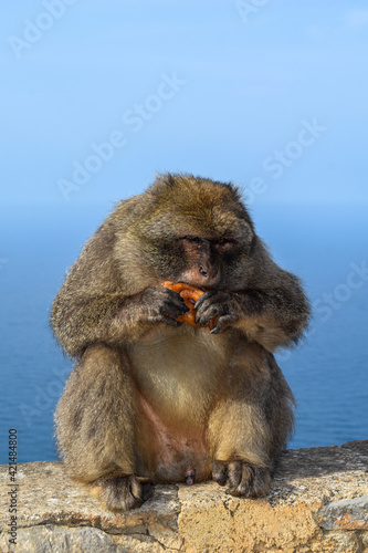 A macaque monkey eating zalabia © Hamdi Bendali