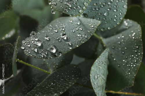 Fresh eucalyptus leaves with dew drops  closeup