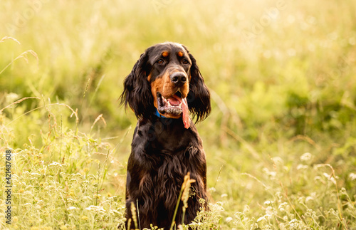 Obraz na płótnie Scottish setter sitting in summer grass