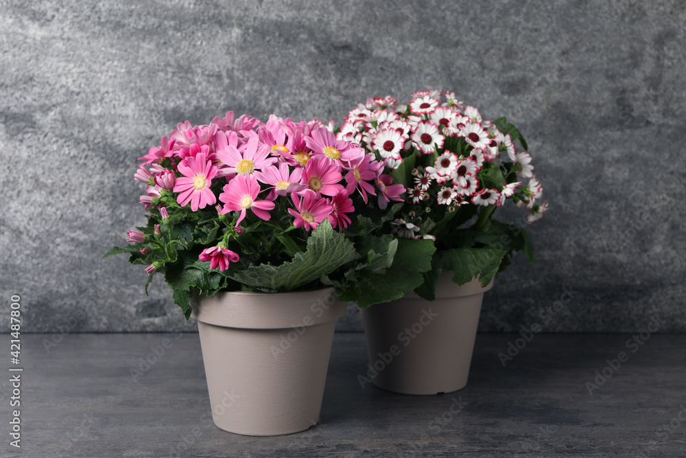 Beautiful colorful cineraria plants in flower pots on grey table
