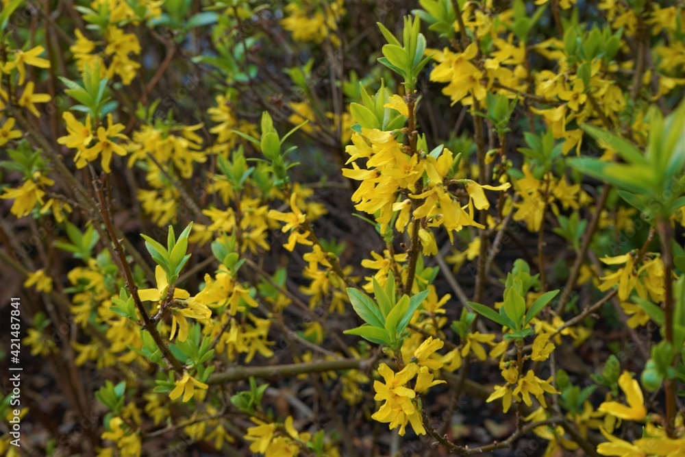 Yellow Forsythia flower (golden bell) - レンギョウ (連翹) 黄色い花