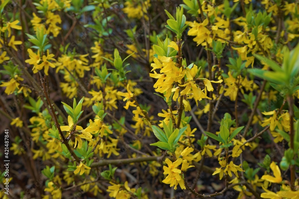 Yellow Forsythia flower (golden bell) - レンギョウ (連翹) 黄色い花 Yellow Forsythia flower (golden bell) - レンギョウ (連翹) 黄色い花