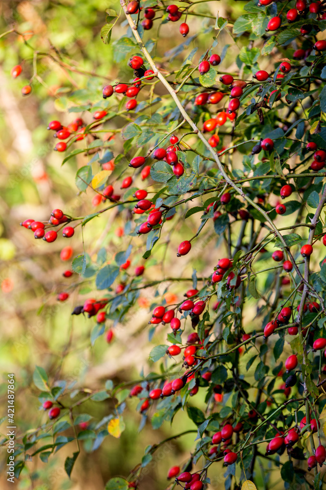 Red berries of dog rose in the sunset light Red berries of dog rose in the sunset light