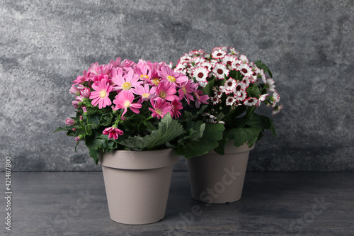 Wallpaper Mural Beautiful colorful cineraria plants in flower pots on grey table Torontodigital.ca
