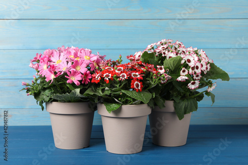 Beautiful cineraria plants in flower pots on blue wooden table