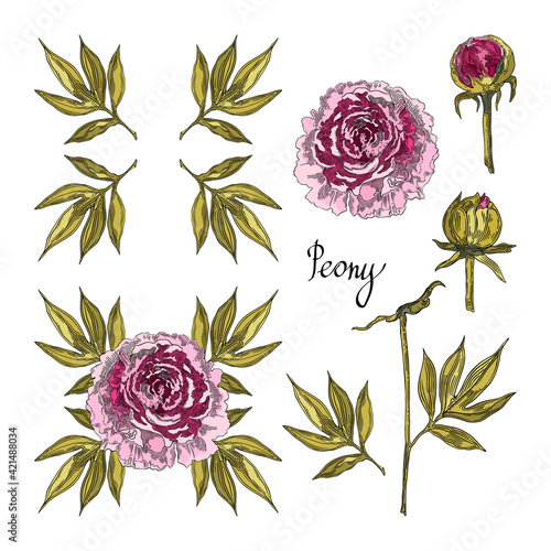 Set of pink peony flowers, buds and leaves. Hand-drawn floral collection of festive decor. Vector illustration on a white background.