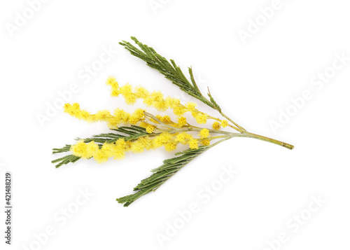 Beautiful mimosa plant with yellow flowers isolated on white, top view