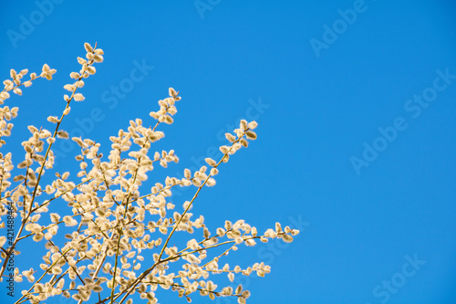 Spring nature background with pussy-willow branches