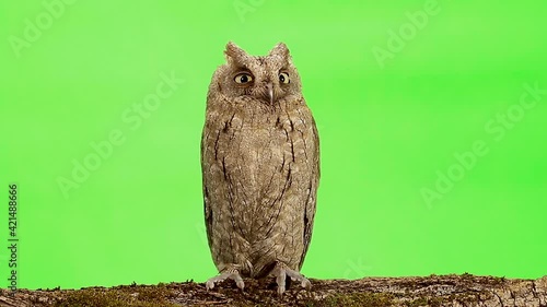 European owl sits on a tree branch and blinks on a green screen, studio photo