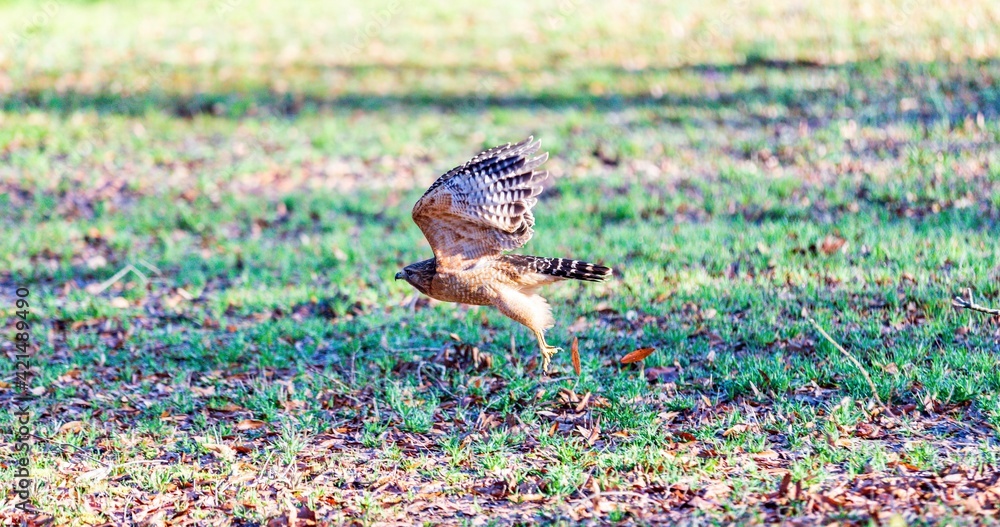 Obraz premium child playing in the grass