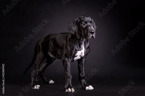Portrait of a great dane puppy on black background
