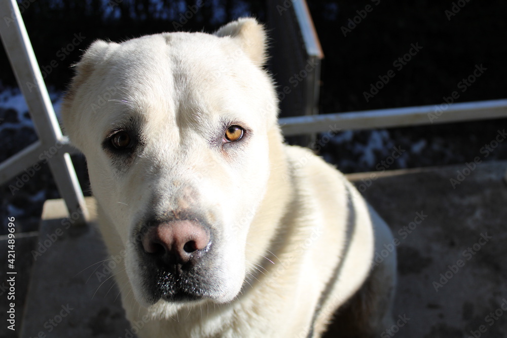 Obraz premium dog, dog life, animal, white, beautiful, eyes, brown, cute, portrait, central asian sheep dog, adorable, family member, member, clever, smart, pet, home, puppy, big, happy, people 