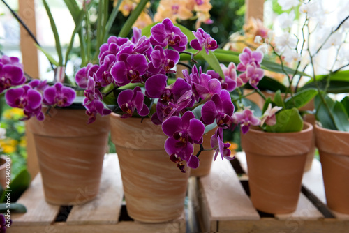 Orchideen, Zimmerpflanzen