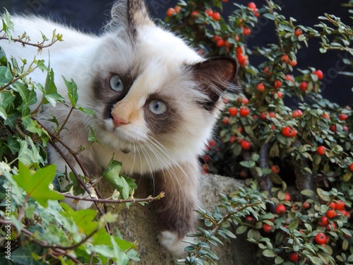 Gatto siamese tra i cespugli photo