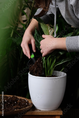 Green plant transplant close up. Home plants gardening, floral concept with soil and roots close up photography. Green plant in studio, flower shop.