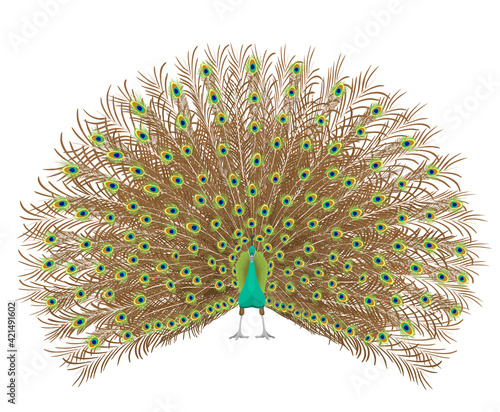 Beautiful peacock spreading its tail. Isolated On White Background. Vector illustration.