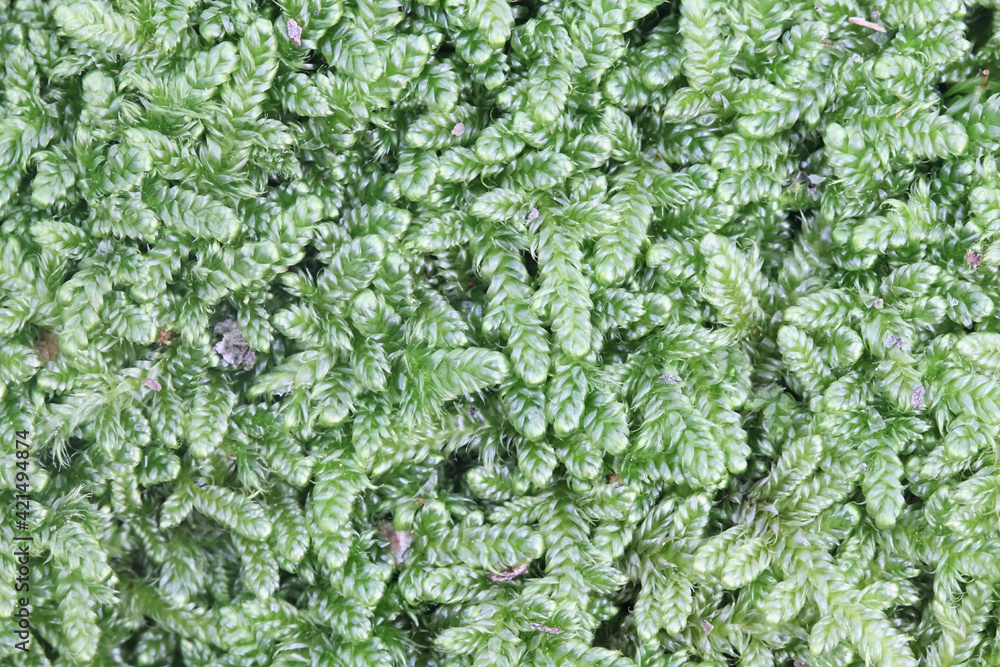Hypnum cupressiforme, known as the cypress-leaved plaitmoss or hypnum moss Hypnum cupressiforme, known as the cypress-leaved plaitmoss or hypnum moss