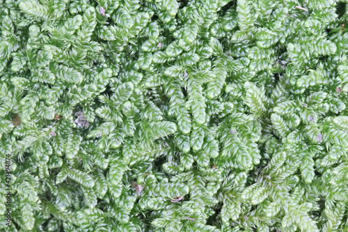 Hypnum cupressiforme, known as the cypress-leaved plaitmoss or hypnum moss photo