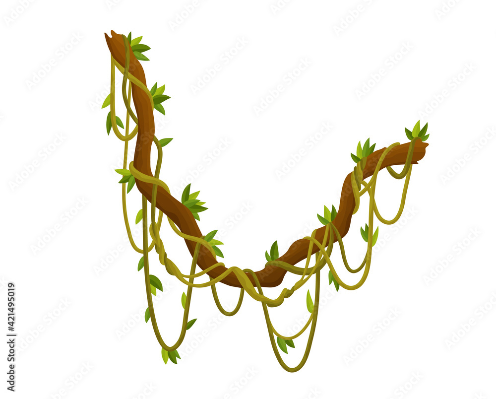 Liana or jungle plant or vine wild greenery winding branches stem with