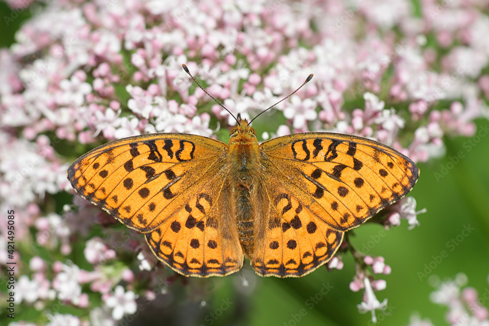 High brown fritillary, Fabriciana adippe, feeding on common valerian, Valeriana sambucifolia High brown fritillary, Fabriciana adippe, feeding on common valerian, Valeriana sambucifolia