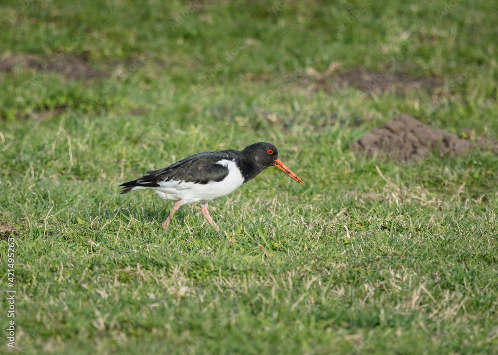 Oyster Catcher, bird foraging for food on grass. Oyster Catcher, bird foraging for food on grass.