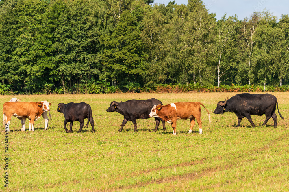 Freilaufende rotbunte Rinder auf einer Weide im Sommer Freilaufende rotbunte Rinder auf einer Weide im Sommer