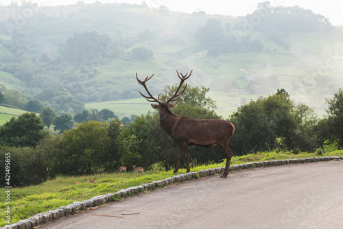 Wallpaper Mural Ciervo en la naturaleza horizontal Torontodigital.ca