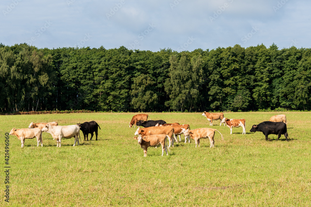Freilaufende rotbunte Rinder auf einer Weide im Sommer Freilaufende rotbunte Rinder auf einer Weide im Sommer