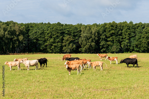 Freilaufende rotbunte Rinder auf einer Weide im Sommer © penofoto.de