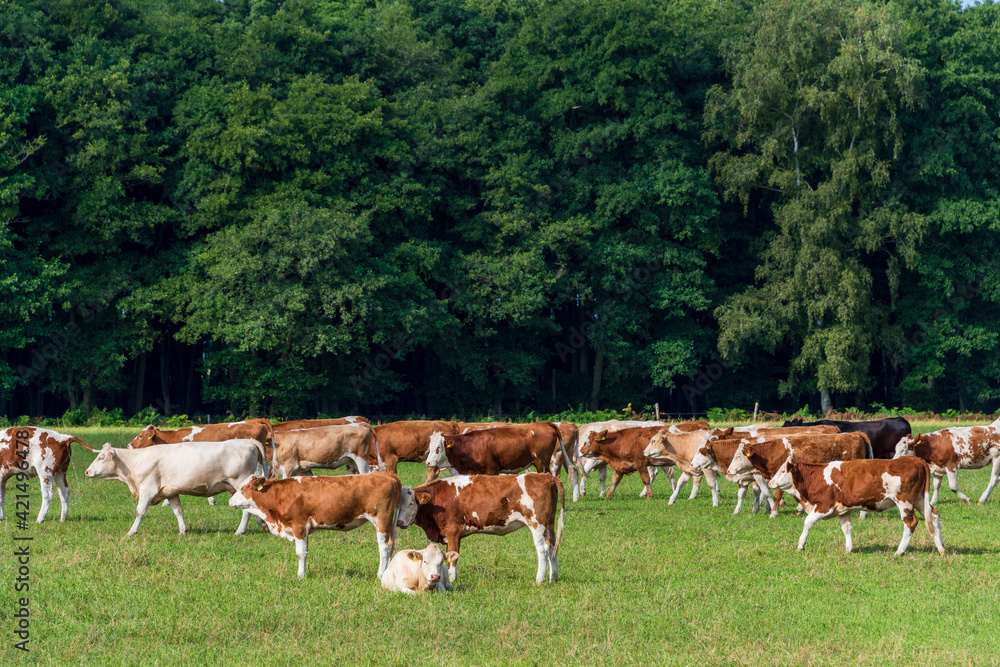 Freilaufende rotbunte Rinder auf einer Weide im Sommer Freilaufende rotbunte Rinder auf einer Weide im Sommer