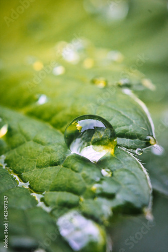 Regentropfen auf grünen Blatt