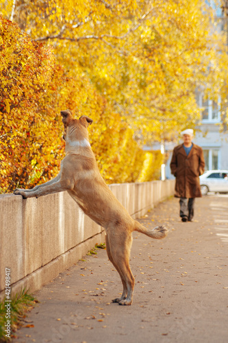 Beige dog standing on hind legs looks at human under golden autumn trees. Adopt stray dogs concept. 