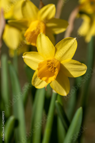 Nahaufnahme Osterglocke
