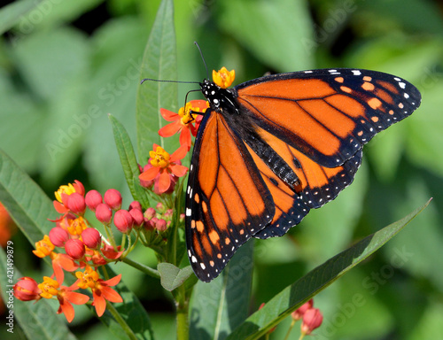 Monarch Butterfly on a colourful plant © Barry