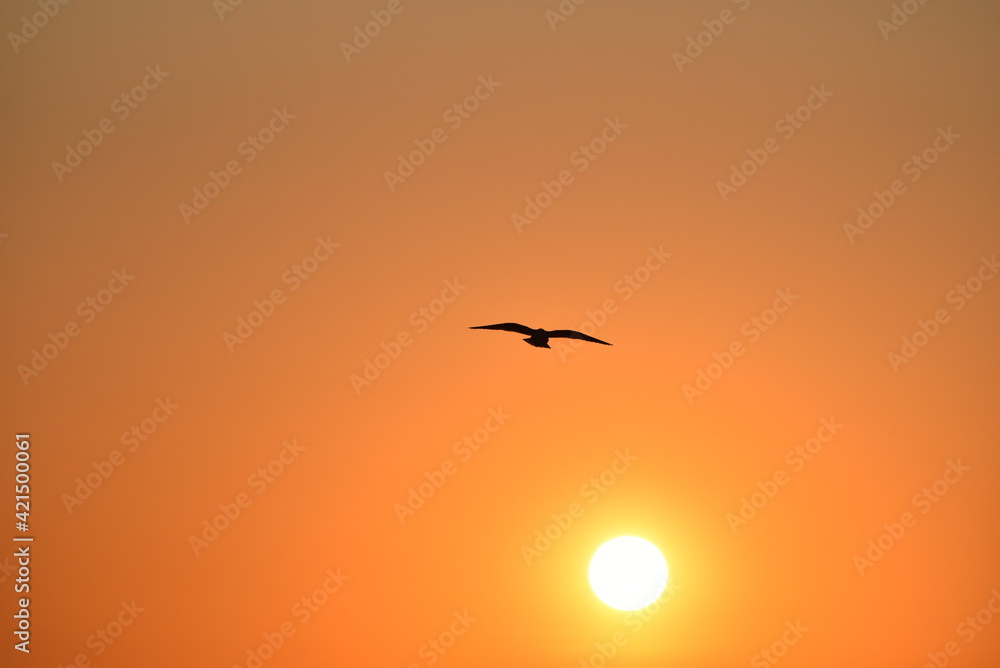 Sea-gull flying in sunset golden sky
