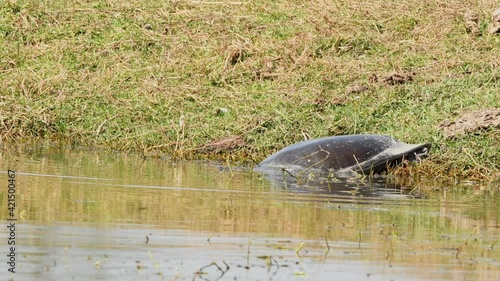 close up shot of Indian softshell turtle or Ganges softshell turtle entering in water at keoladeo national park or bharatpur bird sanctuary rajasthan India - Nilssonia gangetica photo