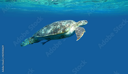 sea turtle swimming in blue water