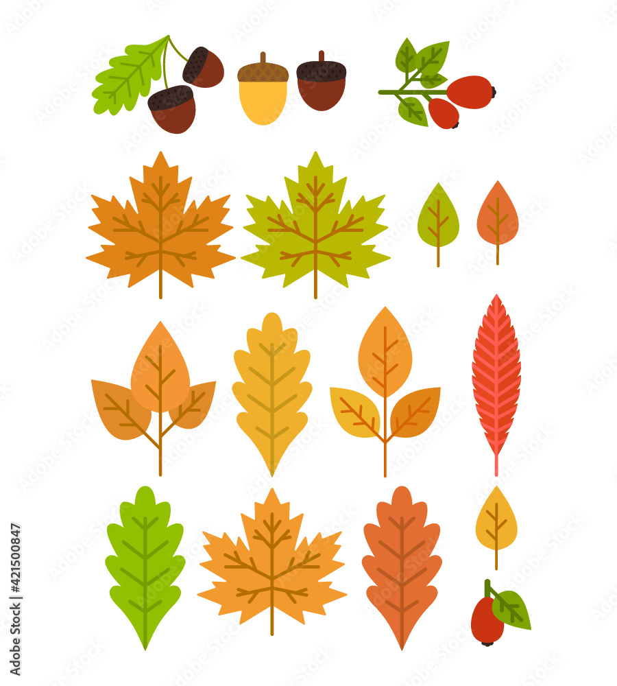 Fototapeta premium Vector illustration of autumn leaves and foliage on white background.