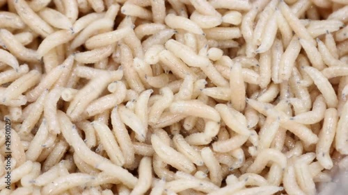 maggot worms of white color crawl and move