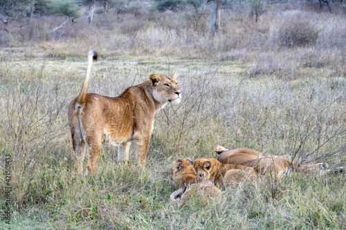 Lion family with cubes