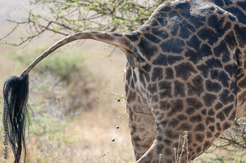 Canvas Print giraffe with bird